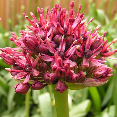 Allium aschersonianum