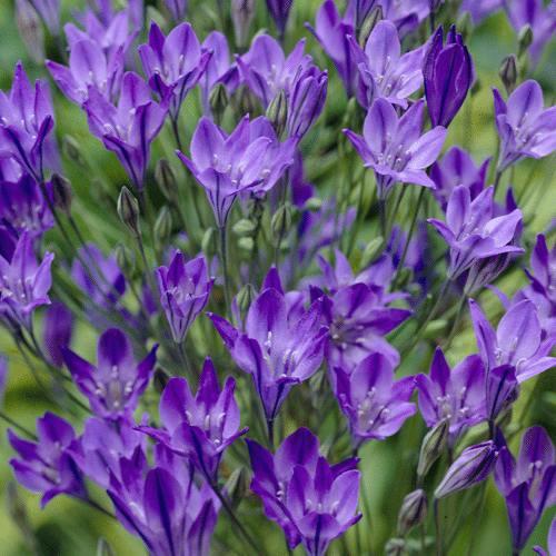 Triteleia Corrina (syn. Brodiaea Corrina)