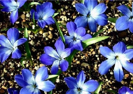 Tecophilaea cyanocrocus