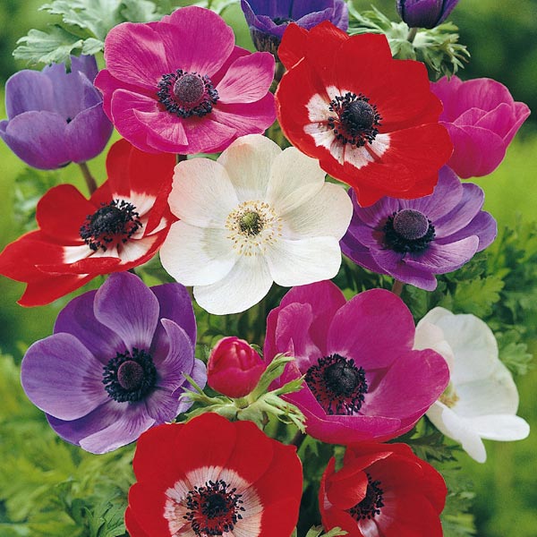 Anemone coronaria De Caen