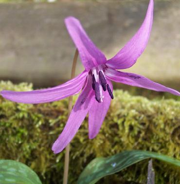 Erythronium dens-canis Purple King