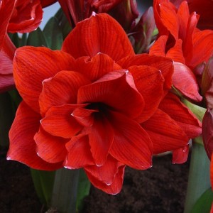 Amaryllis Double Delicious ®