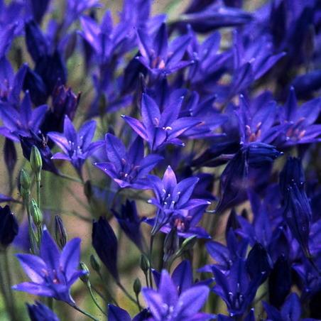 Triteleia koningin Fabiola