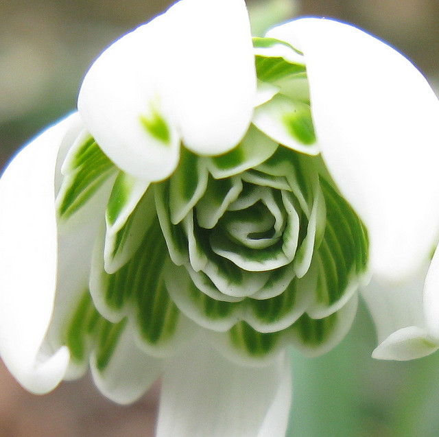 Galanthus nivalis Flore Pleno