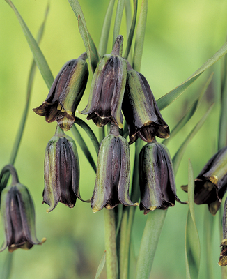 Fritillaria elwesii