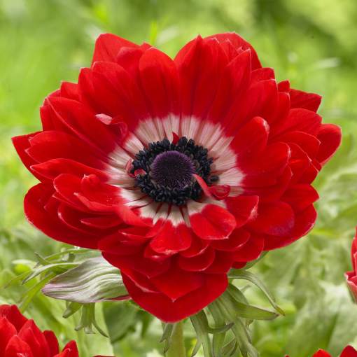 Anemone coronaria Governor