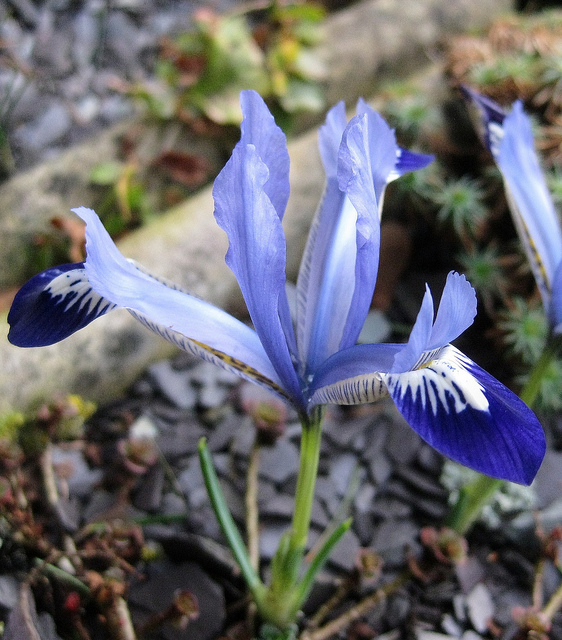 Iris reticulata Clairette:
