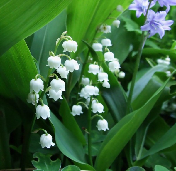 Convallaria majalis Plantkiemen
