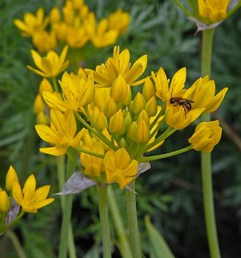 Allium moly Jeannine