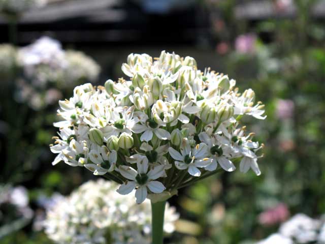 Allium nigrum( syn. All. multibulbosum)