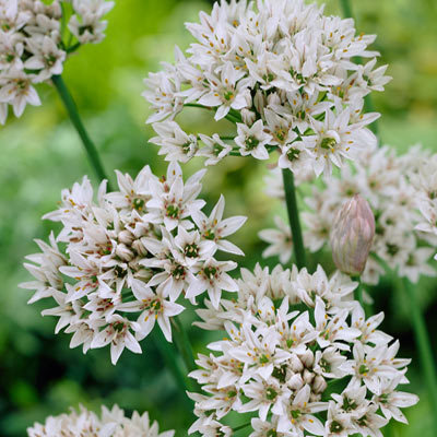 Allium ramosum