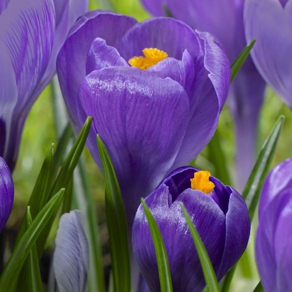 Crocus Remembrance