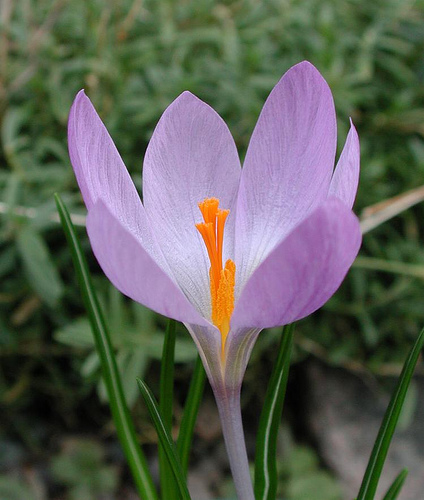 Crocus serotinus ssp salzmannii