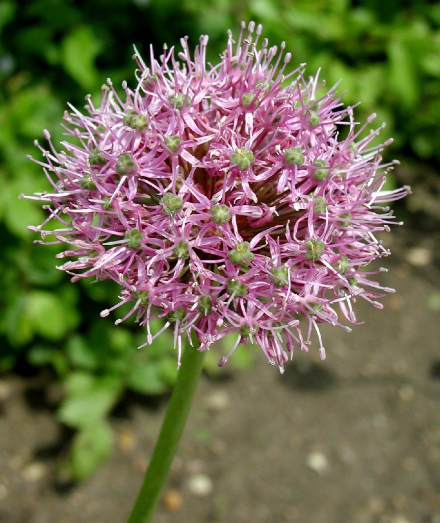 Allium stipitatum
