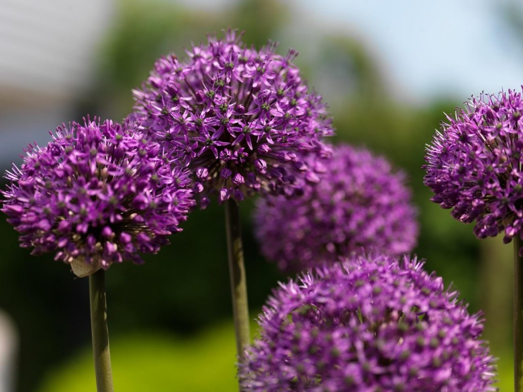 Allium Statos ®