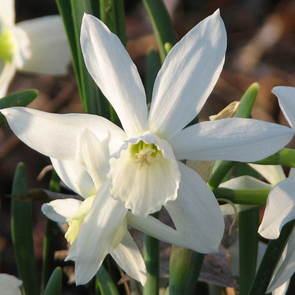 Narcissus thalia