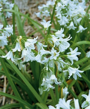 Allium triquetrum