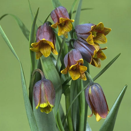 Fritillaria uva-vulpis