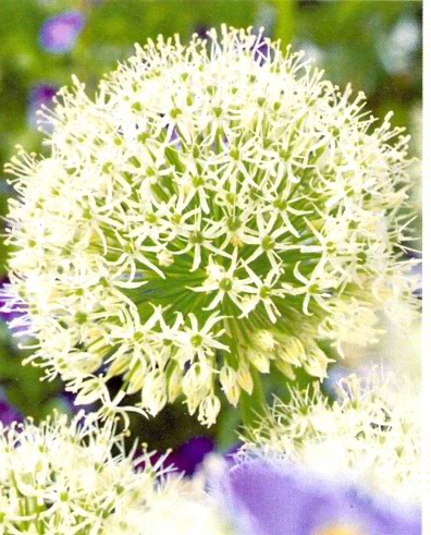 Allium White Giant